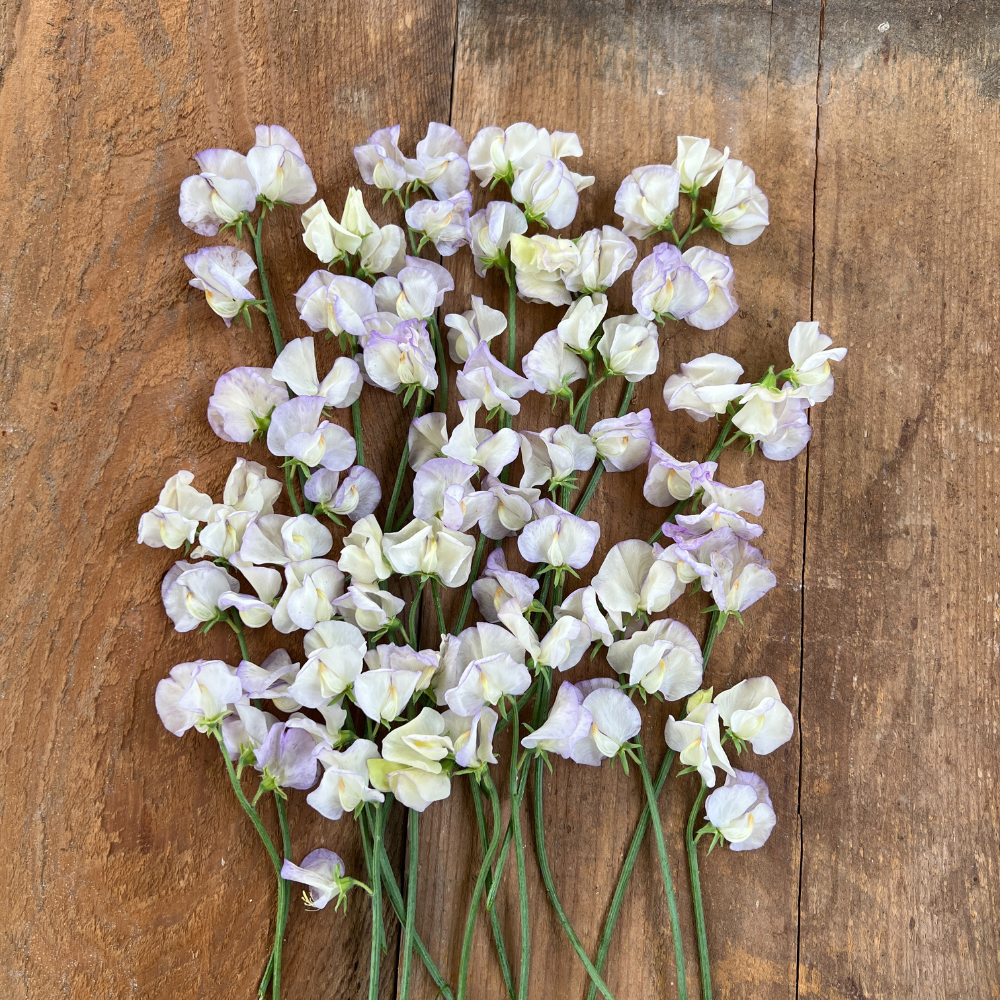 Sweet Pea, High Scent