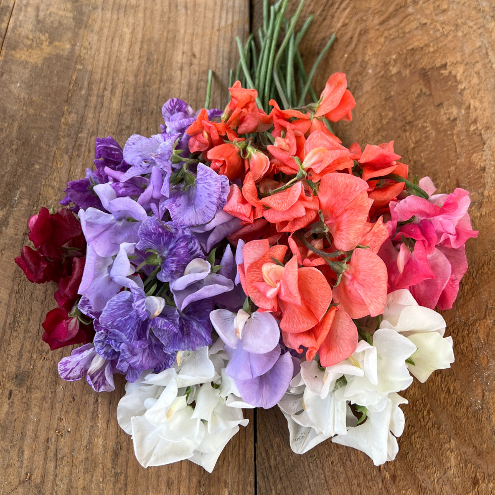 Sweet Pea, Royal Mix