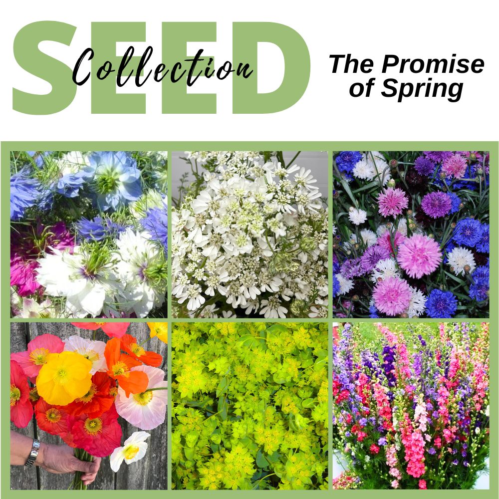 Seed Collection, The Promise of Spring