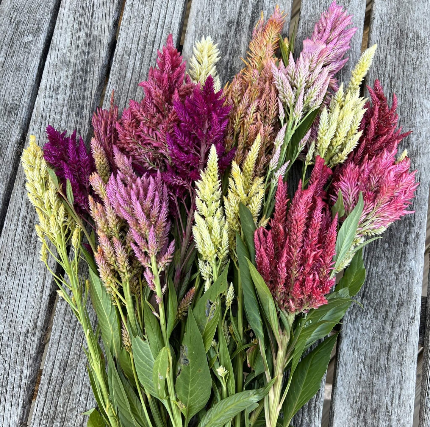 Unnamed TGW Celosia Plume Mix