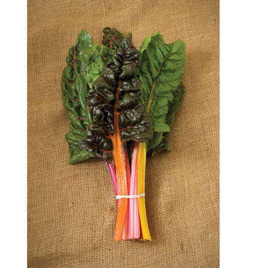 VSC1 - Swiss Chard_ Bright Lights (Original from JSS)