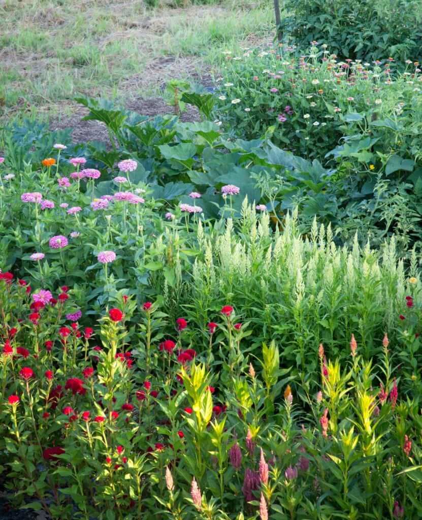 Vegetables Love Flowers 1