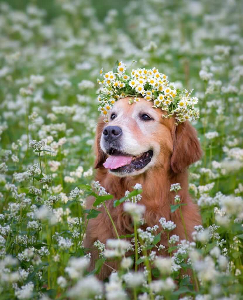 Vegetables Love Flowers 4