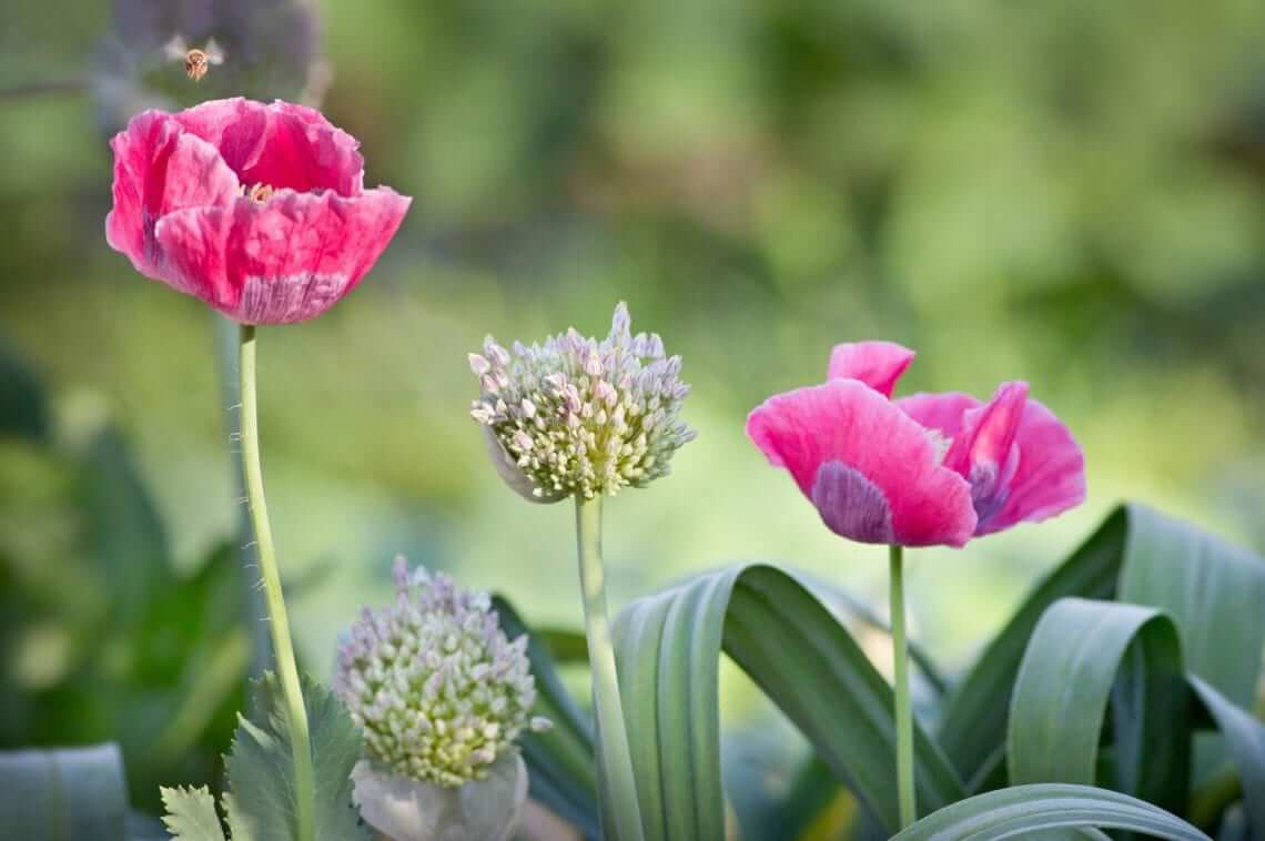 Vegetables Love Flowers 5