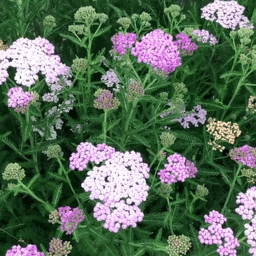 Veiw Yarrow