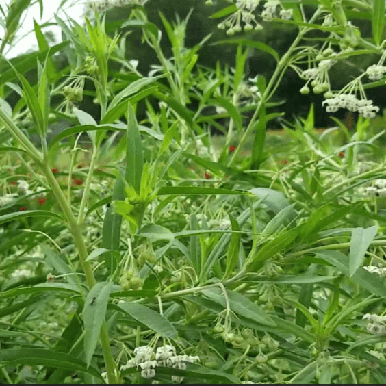 View Bees on Hairy