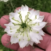 View Nigella