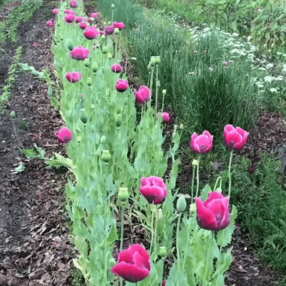 View Poppy Patch