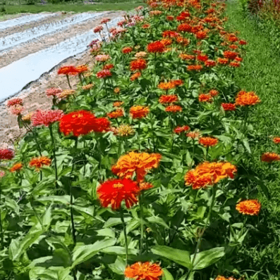 View Walk the Zinnia patch