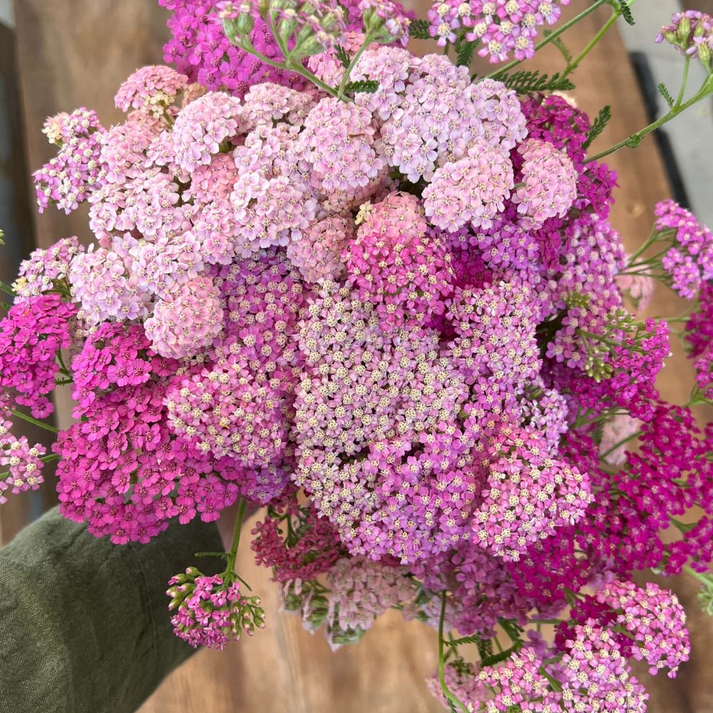 Yarrow, Summer™ Berries