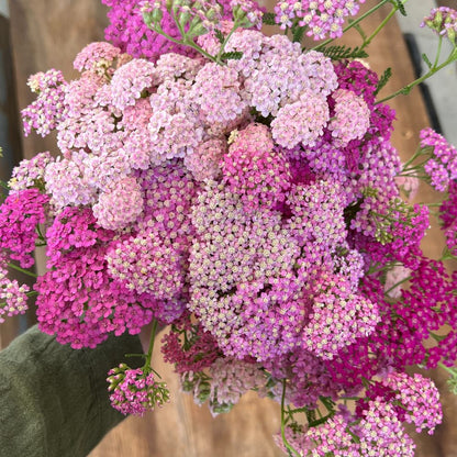 Yarrow, Summer™ Berries