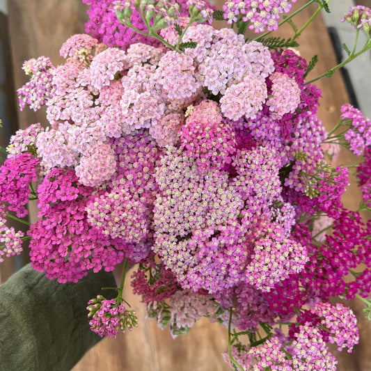 Yarrow, Summer™ Berries