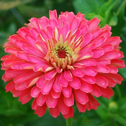 Zinnia-Benarys-Carmine-Rose-600-72dpi.jpg