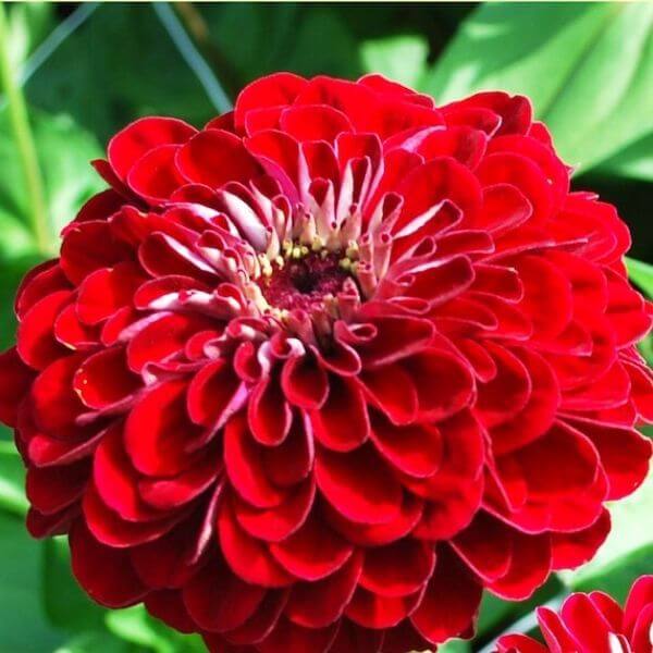 Zinnia-Benarys-Giant-Deep-Red-600-72dpi-1.jpg