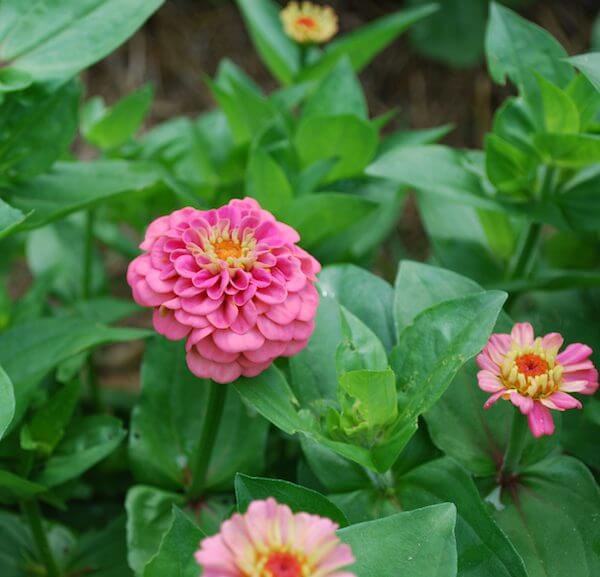 Zinnia-Oklahoma-pink-2-600-72dpi.jpeg