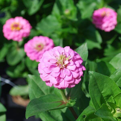 Zinnia-Oklahoma-pink-600-72dpi.jpeg