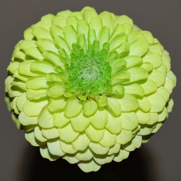 Zinnia-Queen-Lime-72dpi.jpeg