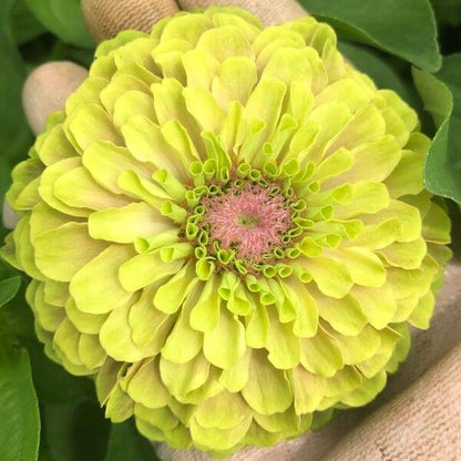 Zinnia Queen Lime Blotch 600x600