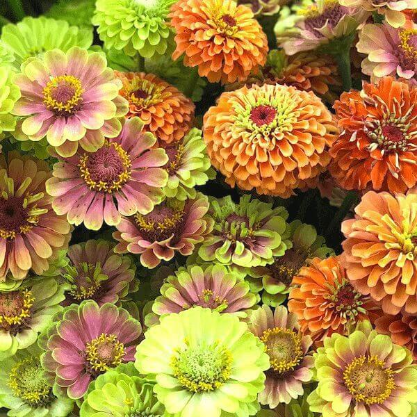 Zinnia Queen Lime mix