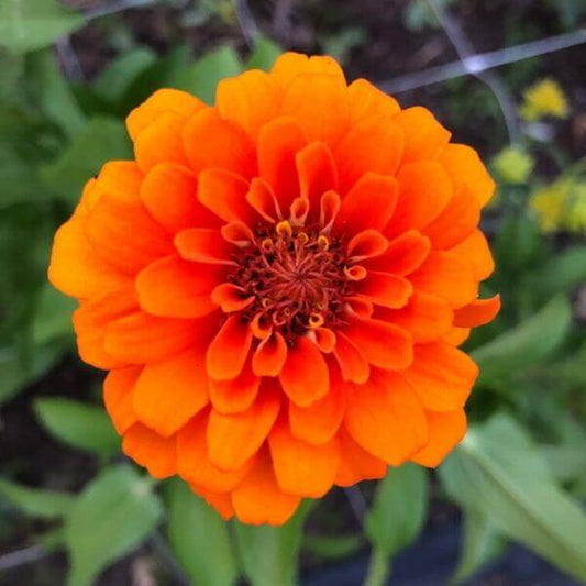 Zinnia Queen Orange Pure 2 600 72dpi