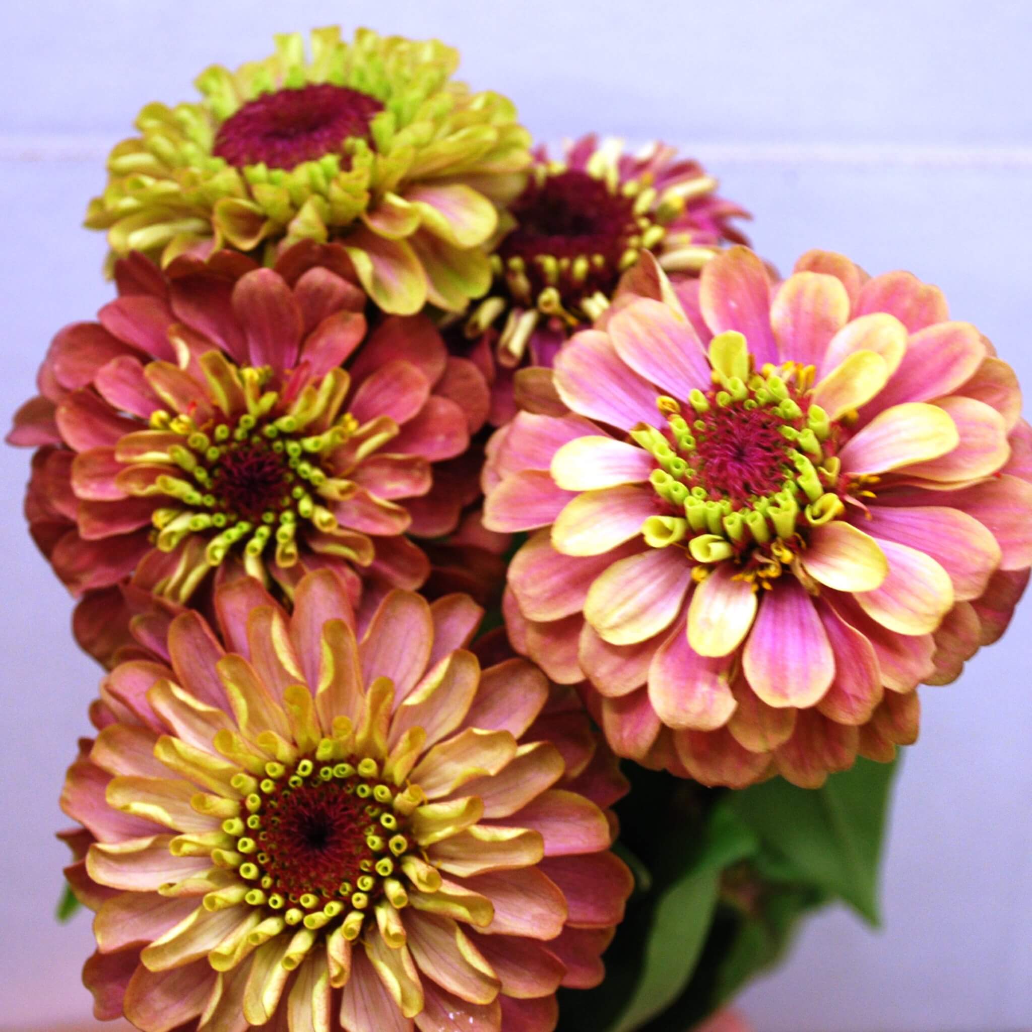 Zinnia Queen Lime Red thegardenersworkshop