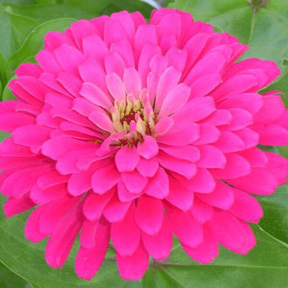 Zinnia Uproar