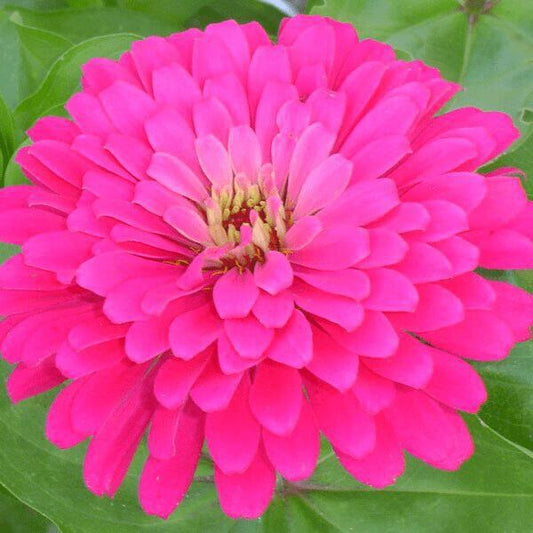 Zinnia Uproar