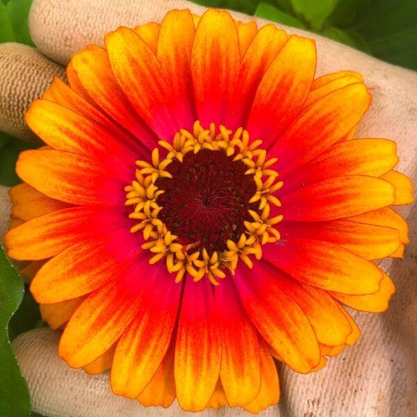 Zinnia Zowie! 600x600 72 dpi final