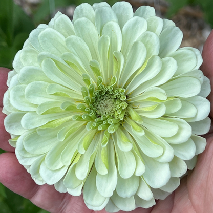 Zinnia, Benary's Giant White