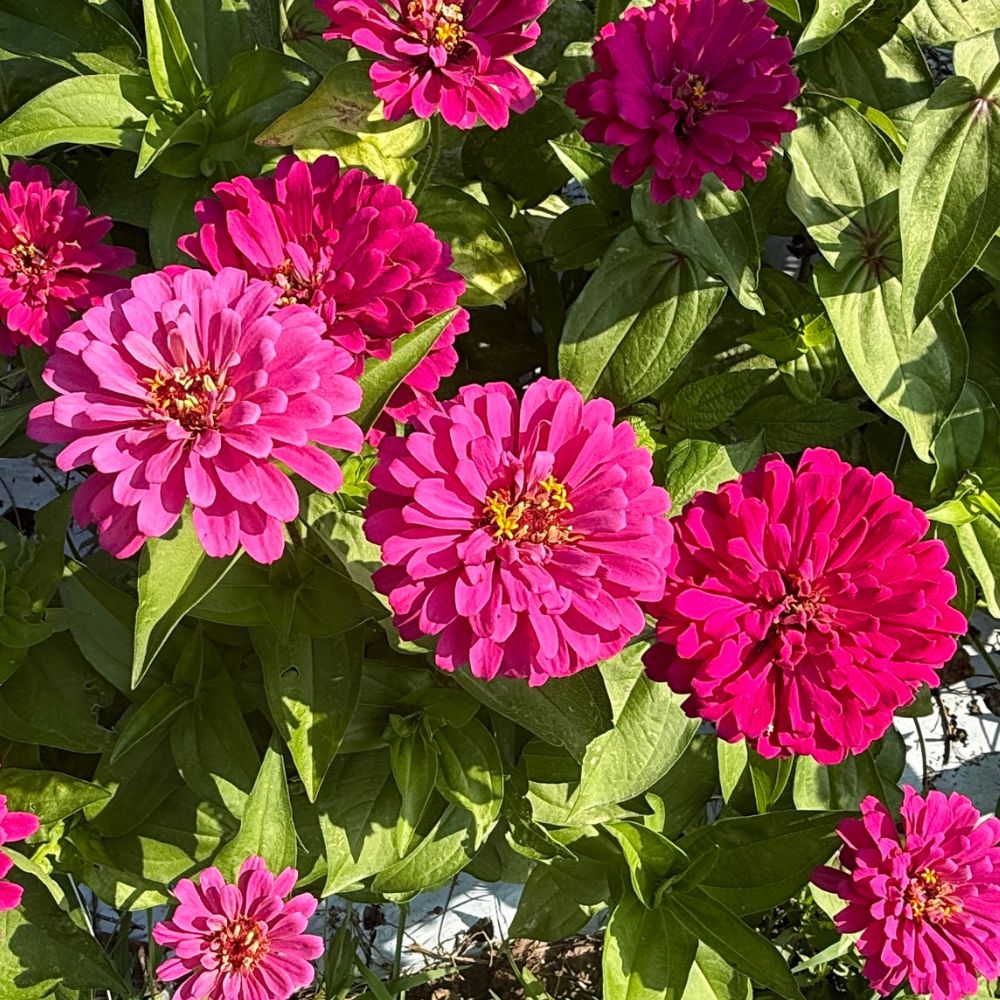 Zinnia, Uproar™ Rose