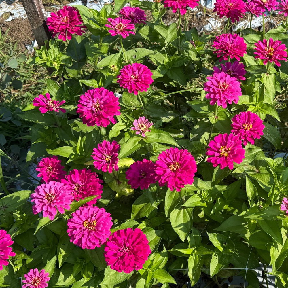 Zinnia, Uproar™ Rose – The Gardener's Workshop