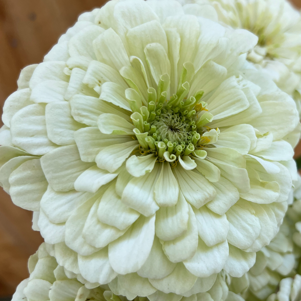The Gardener's Workshop Zinnia Benary's Giant - Thumbnail 5