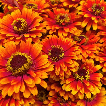Zinnia, Zowie!™ Yellow Flame