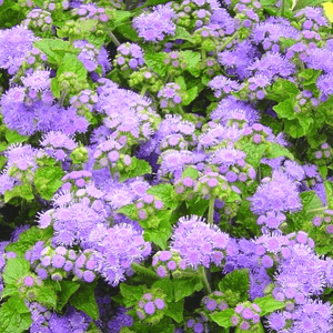 Ageratum, Blue Horizon