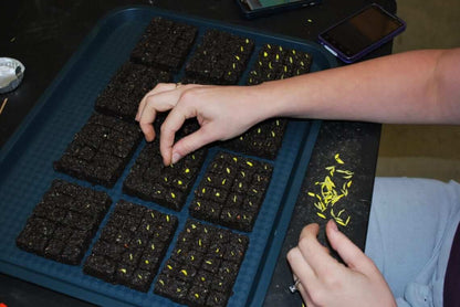 Sowing zinnia seeds in 3/4" blocks