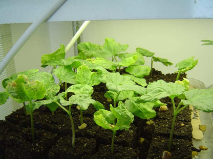 2" blocker used to start moonflower vines- a large seed.