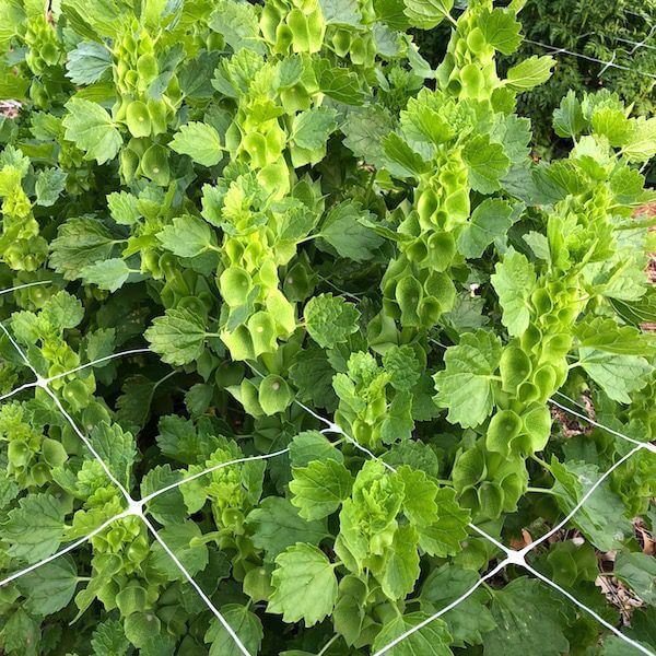 plastic plant support netting Plant Support, Flower and Vine Support Netting 20'