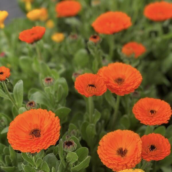 pot marigold plants for sale Pot Marigold, Pacific Beauties Mix
