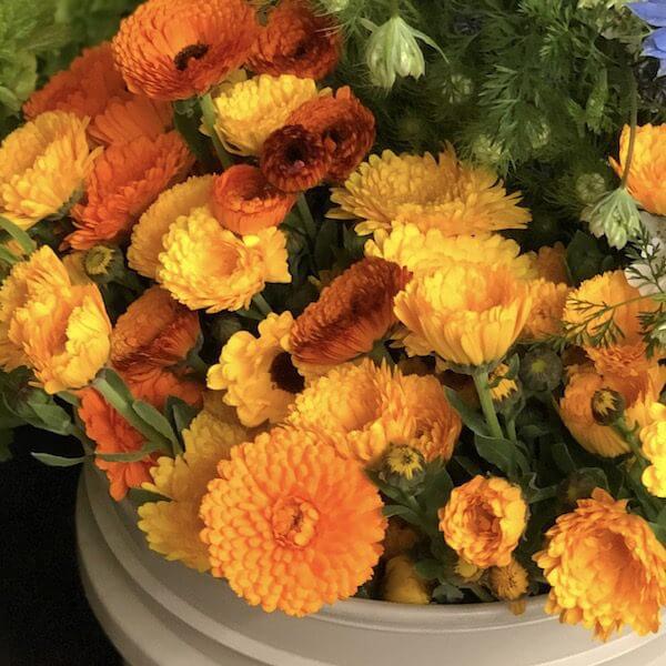potted marigold plants for sale Pot Marigold, Pacific Beauties Mix