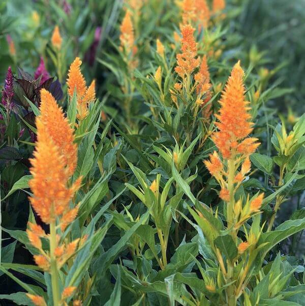 celosia sunday orange gallery 3