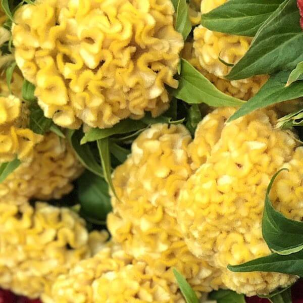 Celosia, Cockscomb, Chief Gold – The Gardener's Workshop