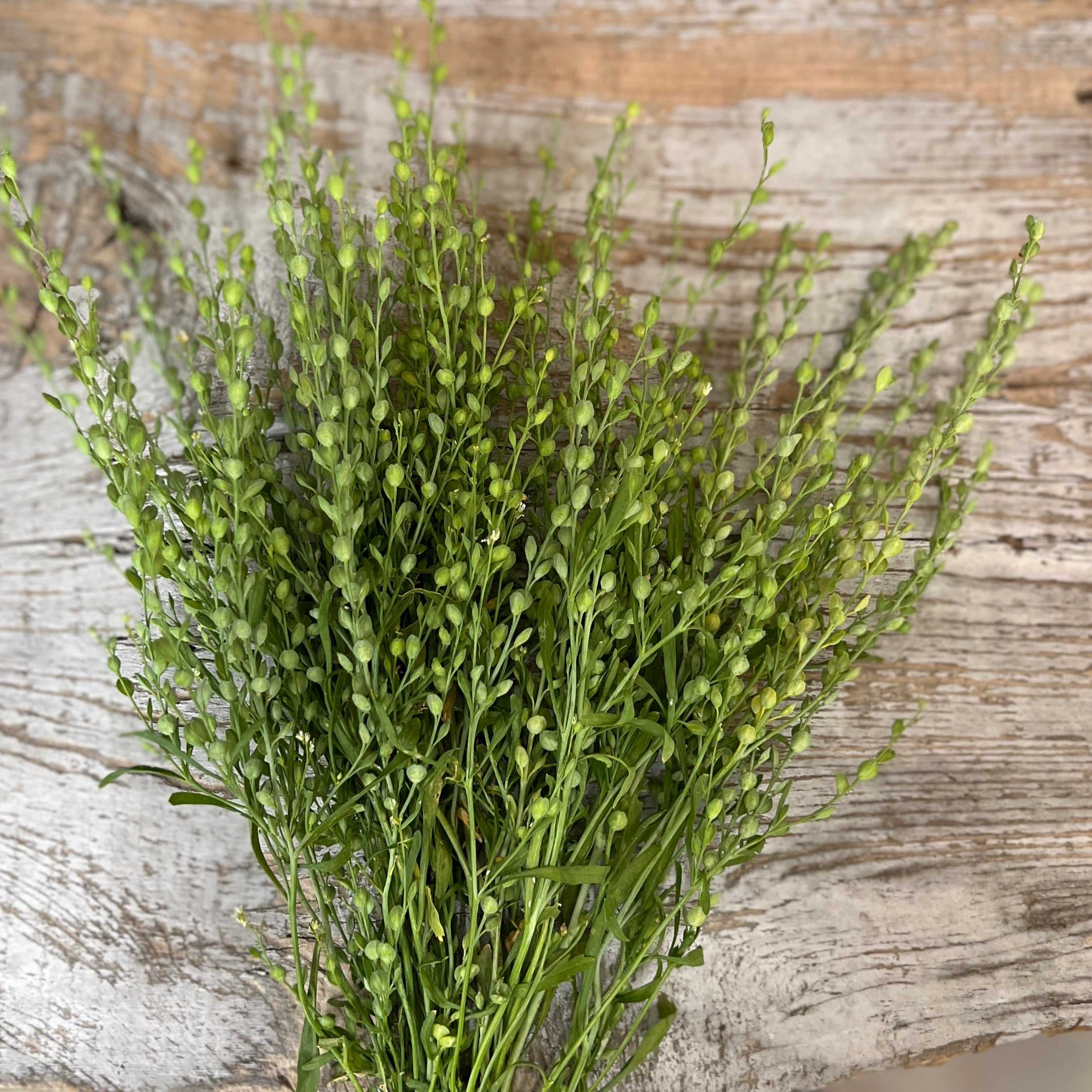 Persian Cress
