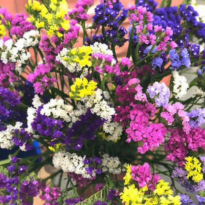 planting statice seeds Statice, Seeker Mix – The Gardener's Workshop