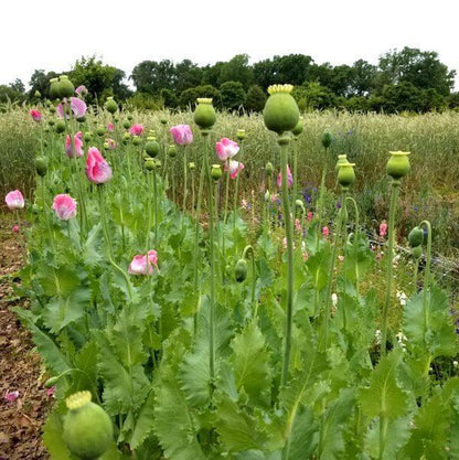 poppy flower seed pods Poppy, Giant Pod 200 Seeds
