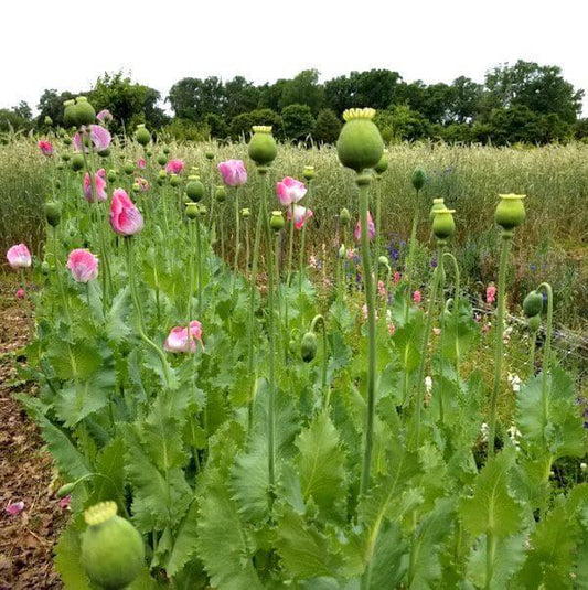 giant poppies for web