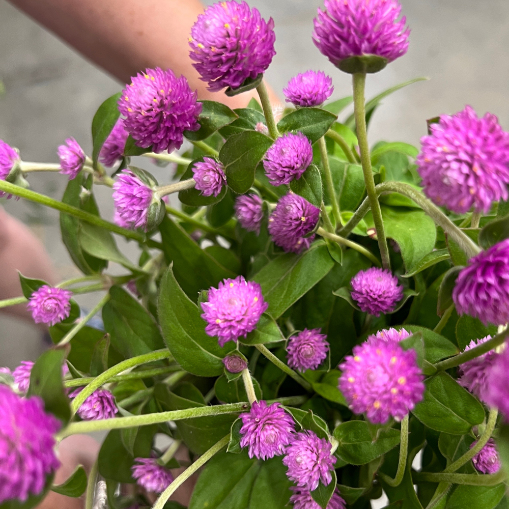 gomphrena, Audray Pink