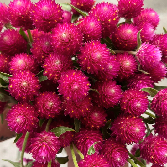 gomphrena, QIS Carmine