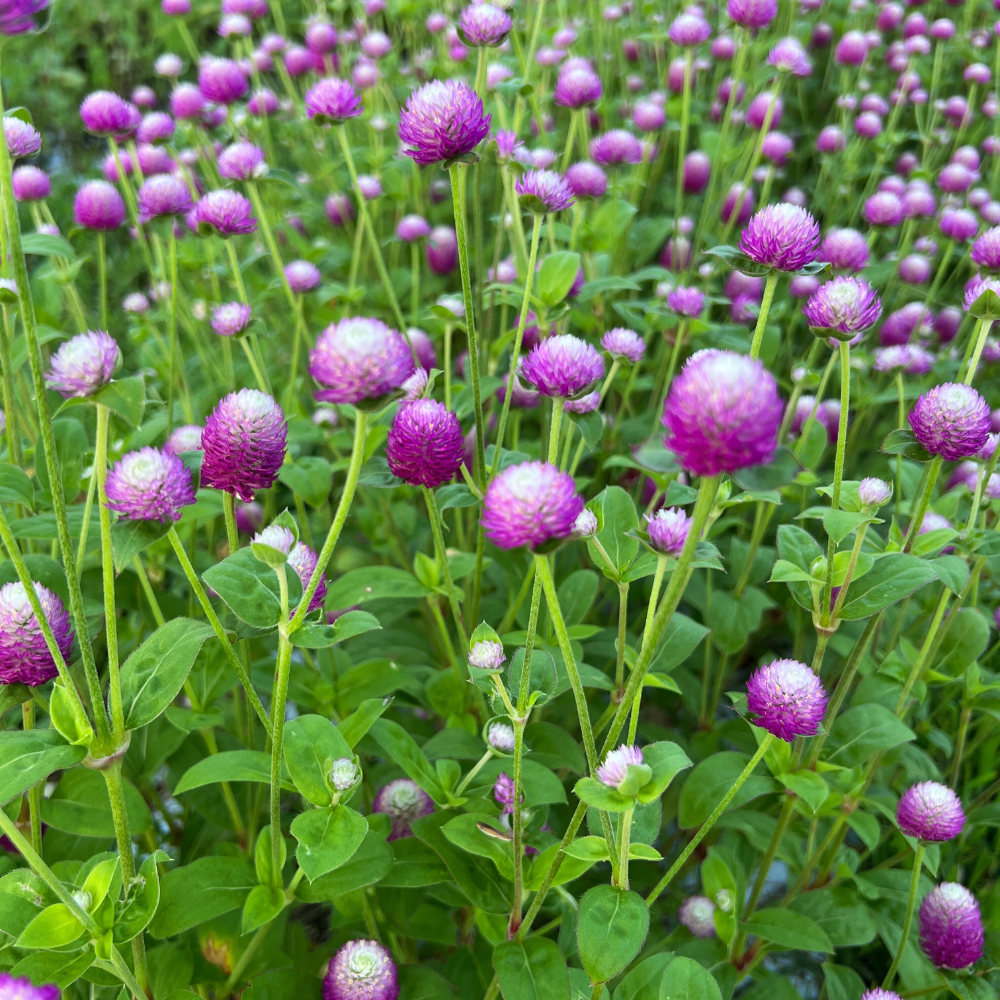 gomphrena, audray rose bicolor gallery