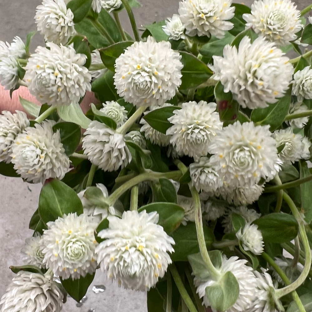 gomphrena white