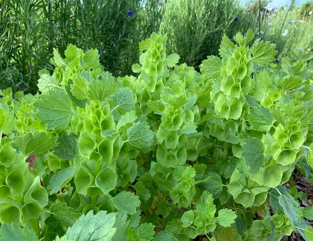 Cool Flowers from Seed to Harvest - The Gardener's Workshop